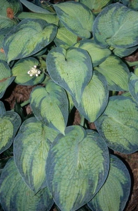 Image of Hosta 'Bright Lights'|R. Herold Gdn, MA|