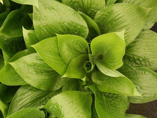 Image of Hosta 'Bubba'|Juniper Level Botanic Gdn, NC|JLBG