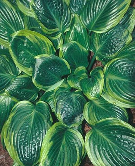 Image of Hosta 'Capitol Hill'|Juniper Level Botanic Gdn, NC|JLBG