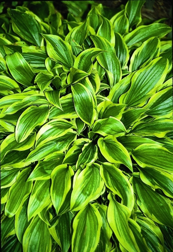 Image of Hosta 'Carolina Sunshine'|Juniper Level Botanic Gdn, NC|JLBG