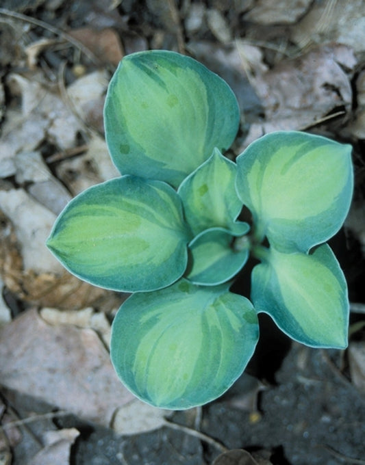Image of Hosta 'Cat and Mouse' PP 20,862|H. Hansen Gdn, MN|H. Hansen