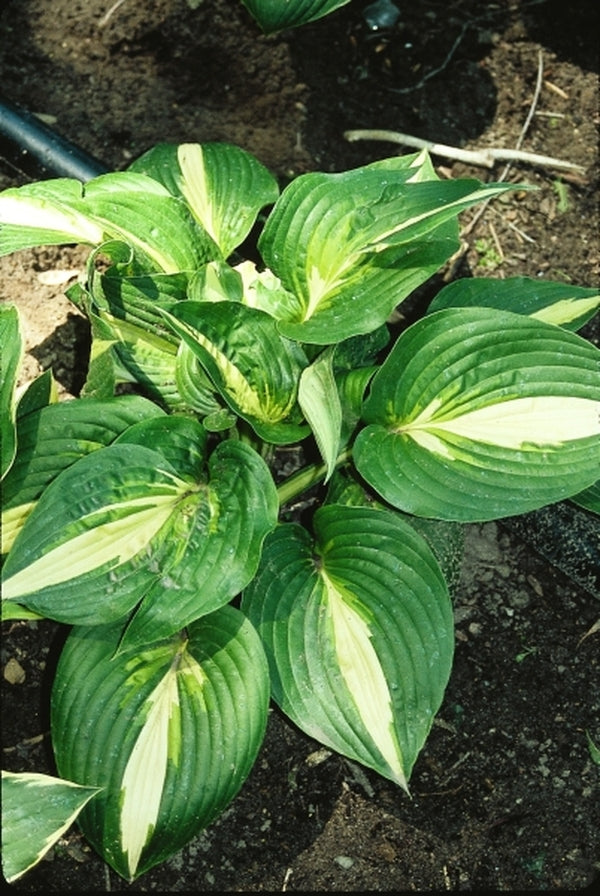Image of Hosta 'Center of Attention'|T. Schmid Gdn, MI|