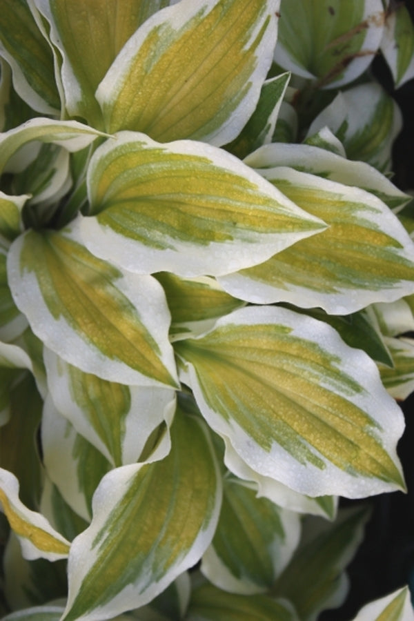Image of Hosta 'Change of Heart'|Juniper Level Botanic Gdn, NC|JLBG