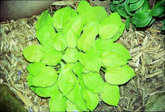 Image of Hosta 'Cheatin Heart'|Dye Gdn, Il|