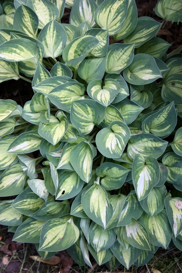 Image of Hosta 'Cherish'||