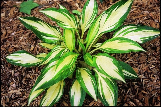 Image of Hosta 'Cherry Berry'|P. Stygall Gdn, IN|