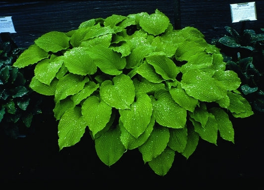 Image of Hosta 'Choo Choo Train'|Juniper Level Botanic Gdn, NC|JLBG