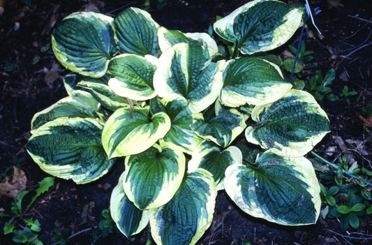 Image of Hosta 'Christmas Pageant'|H. Hansen Gdn, MN|H. Hansen
