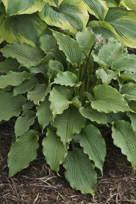 Image of Hosta 'Clovelly' PP 20,612|Walters Gardens, MI|www.perennialresource.com