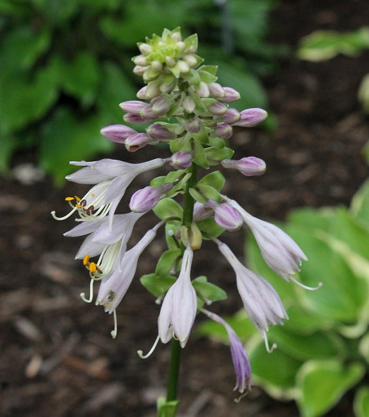 Image of Hosta 'Contortionist'|Juniper Level Botanic Gdn, NC|JLBG