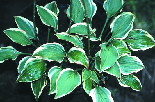Image of Hosta 'Cookie Crumbs'|D. van Eechaute Gdn, Belgium|