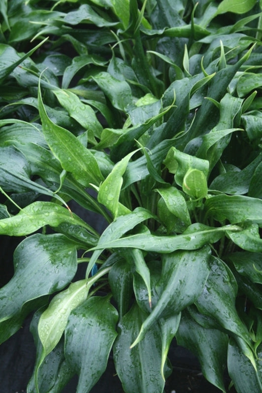Image of Hosta 'Corkscrew'|Juniper Level Botanic Gdn, NC|JLBG