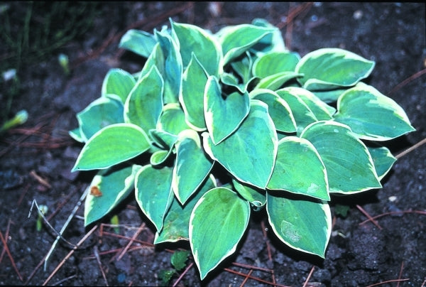 Image of Hosta 'Country Mouse'|H. Hansen Gdn, MN|H. Hansen