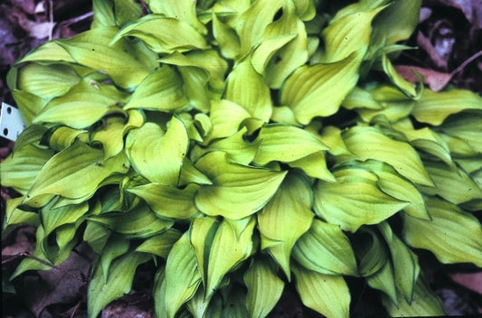 Image of Hosta 'Cracker Crumbs'|H. Hansen Gdn, MN|H. Hansen
