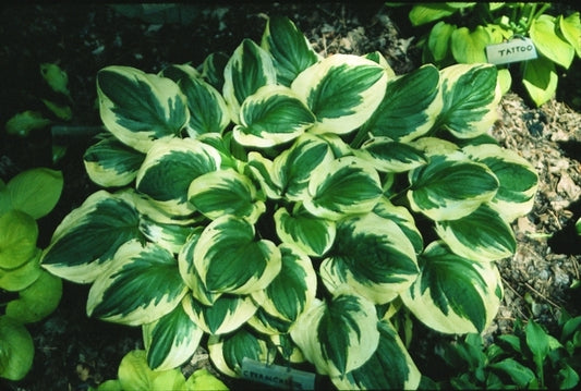 Image of Hosta 'Cream Cheese'|B. Peterson Gdn, MN|