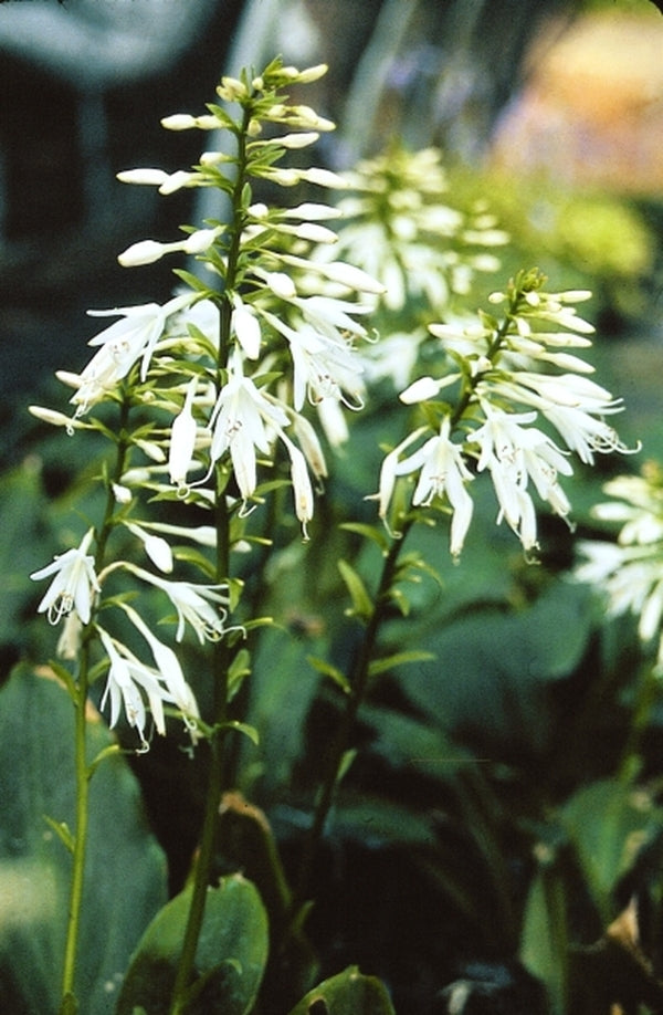 Image of Hosta 'Crystal Chimes'|Juniper Level Botanic Gdn, NC|JLBG