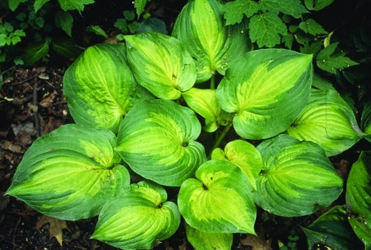 Image of Hosta 'Dance with Me'|H. Hansen Gdn, MN|H. Hansen