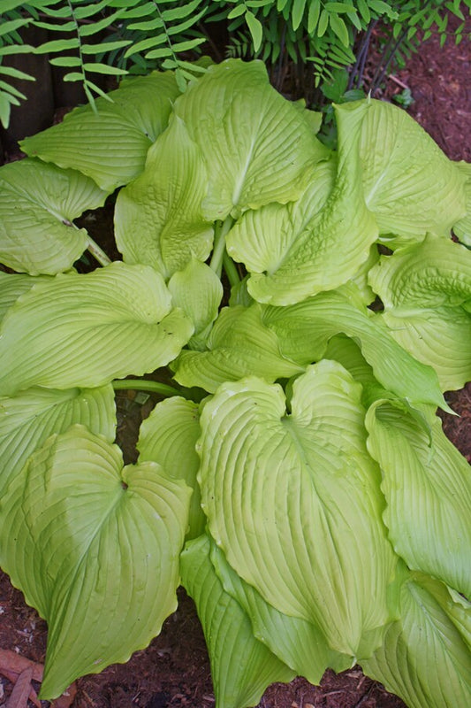 Image of Hosta 'Dancing Queen'|Juniper Level Botanic Gdn, NC|JLBG