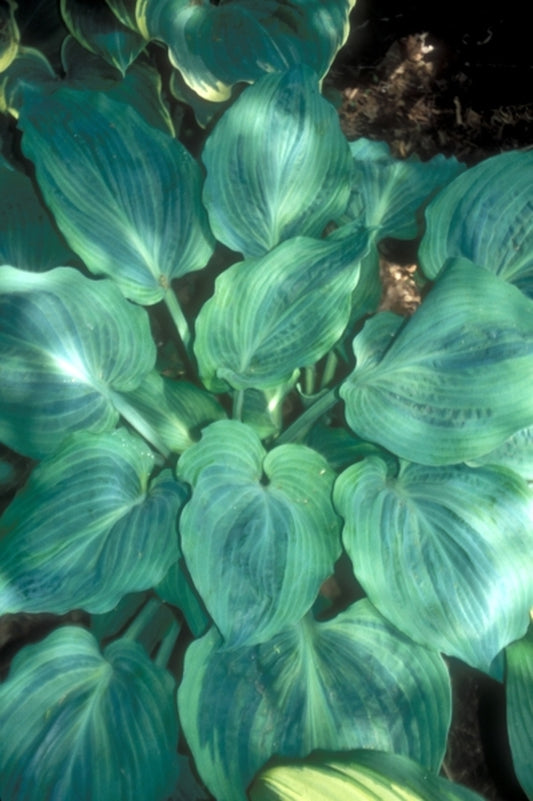Image of Hosta 'Dark Shadows'|H. Hansen Gdn, MN|