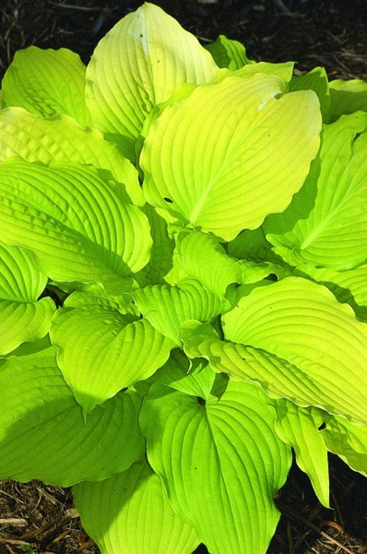 Image of Hosta 'Dawn's Early Light'|Juniper Level Botanic Gdn, NC|JLBG