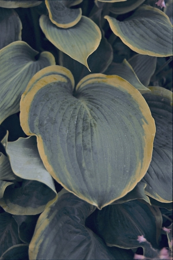 Image of Hosta 'Day's End'|Q & Z Nsy, IL|Q&Z Nursery