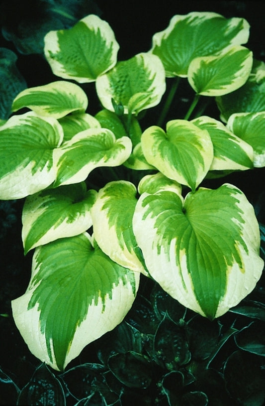 Image of Hosta 'Delta Dawn'|D. Dean Gdn, MN|