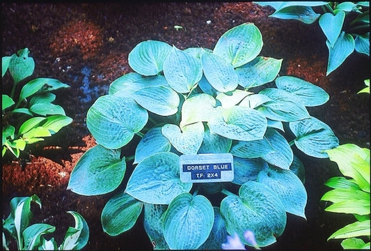Image of Hosta 'Dorset Blue'|S. Olsen Gdn, WA|