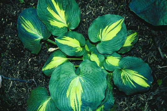 Image of Hosta 'Dream Weaver'|H. Hansen Gdn, MN|