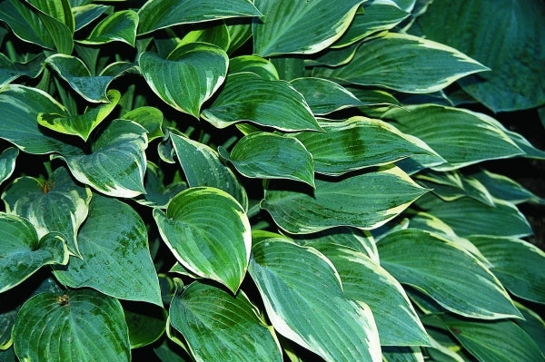 Hosta Dress Blues Hosta Dress Blues