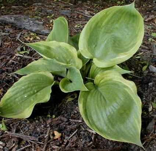 Image of Hosta 'Eagle's Nest'|TobeyTown Nursery, FL|Tobeytown Nsy.