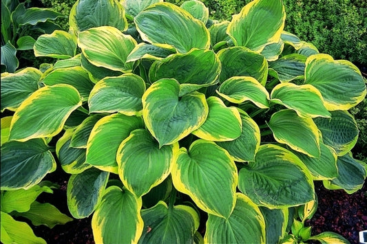 Image of Hosta 'El Capitan'|Murphy Gdn, IN|