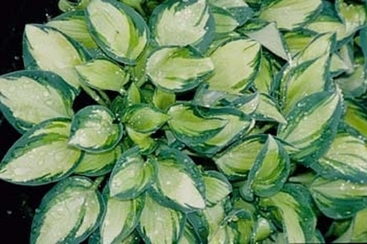 Image of Hosta 'Eleanor Lachman'|Juniper Level Botanic Gdn, NC|JLBG