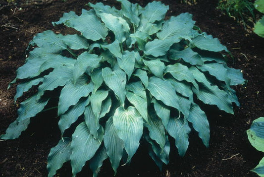 Image of Hosta 'Elvis Lives'|H. Hansen Gdn, MN|H. Hansen