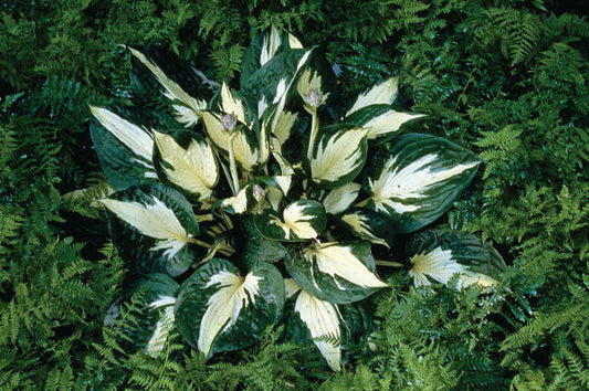 Image of Hosta 'Eternal Flame'|H. Hansen Gdn, MN|H. Hansen