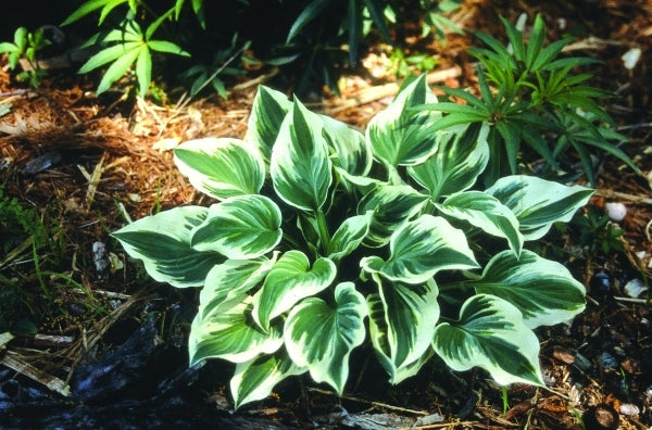 Image of Hosta 'Fair Maiden'|Juniper Level Botanic Gdn, NC|JLBG