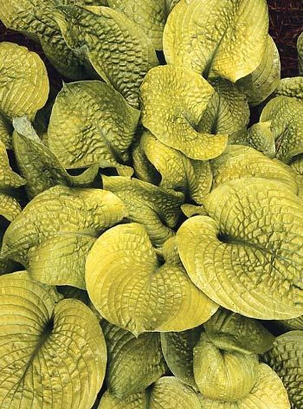 Image of Hosta 'Faith'taken at Juniper Level Botanic Gdn, NC by JLBG