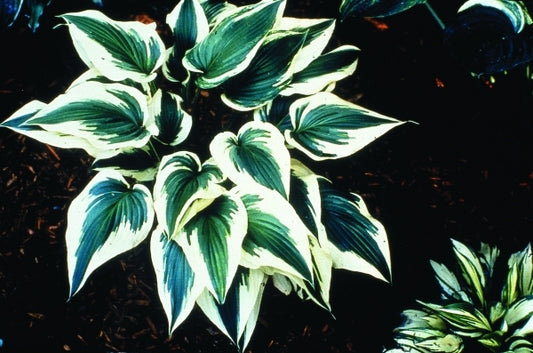 Image of Hosta 'Fantabulous'|E. Elslager Gdn, MI|E. Elslager
