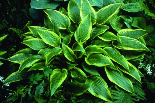 Image of Hosta 'Fatal Attraction'|H. Gowen Gdn, MN|H. Hansen