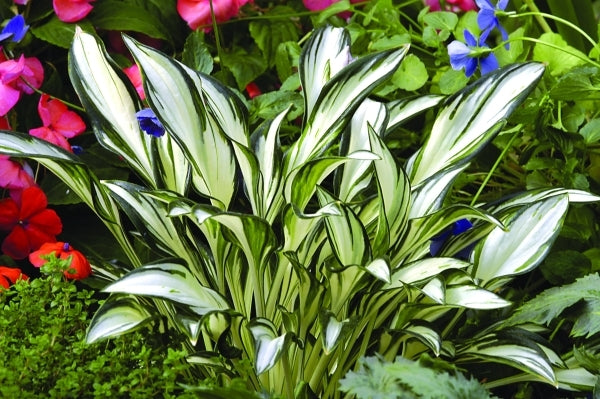 Image of Hosta 'Fireworks' PP 16,062|Walters Gardens, MI|www.perennialresource.com
