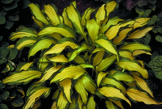 Image of Hosta 'First Mate'|H. Hansen Gdn, MN|H. Hansen