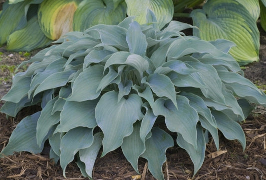 Image of Hosta 'Flemish Sky'|Walters Gardens, MI|www.perennialresource.com