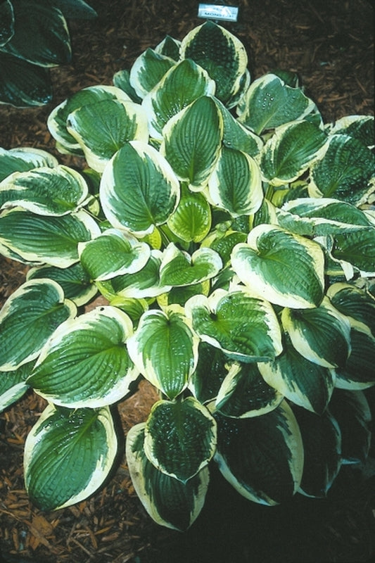 Image of Hosta 'Formal Attire'|E. Elslager Gdn, MI|