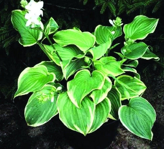 Image of Hosta 'Fragrant Dream'|Fransen Nursery, NL|M. Fransen