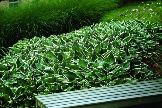 Image of Hosta 'Francee'|Kingwood Center, OH|
