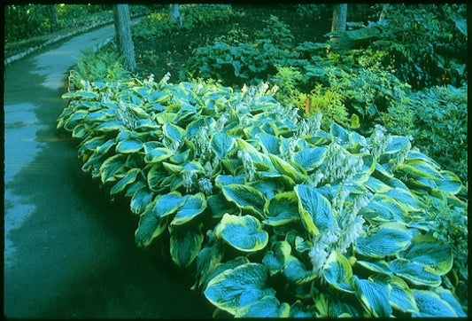 Image of Hosta 'Frances Williams'|Minnesota Landscape Arboretum, MN|
