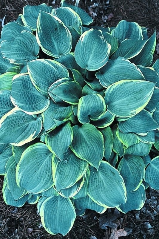 Image of Hosta 'Frosted Dimples'|Juniper Level Botanic Gdn, NC|JLBG