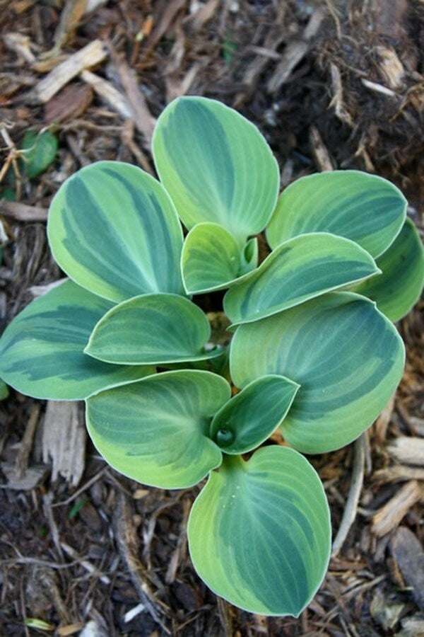 mouse ear succulent Hosta Frosted Mouse Ears