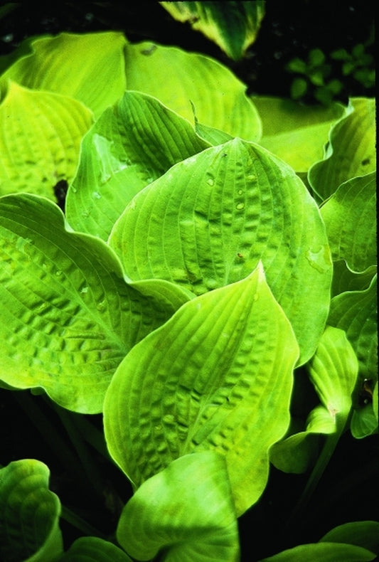 Image of Hosta 'Frosty Morn'|V. Wade Gdn, OH|