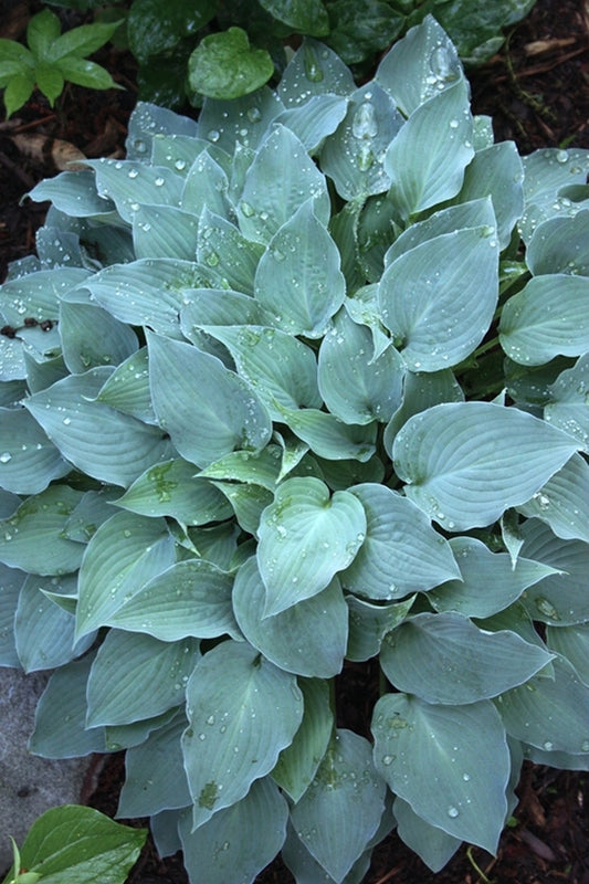 Image of Hosta 'Gemstone'||