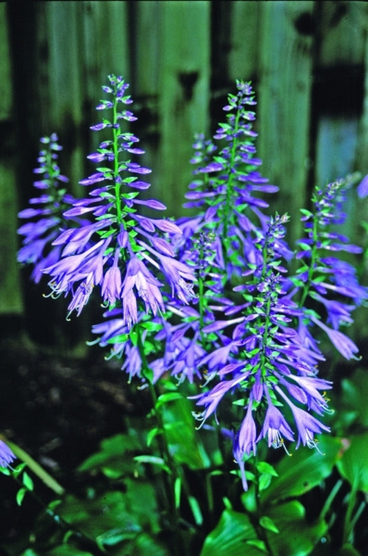Image of Hosta 'Get Nekkid'|Juniper Level Botanic Gdn, NC|JLBG